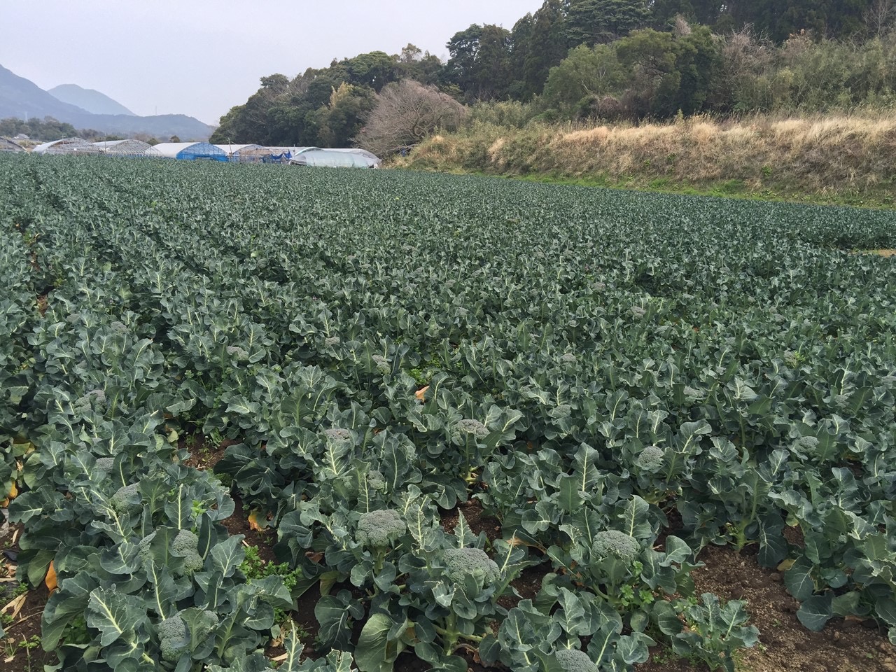 国産シリーズに期待されること