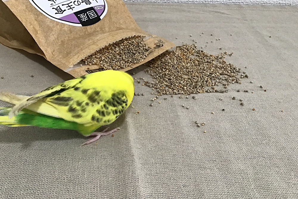 国産シリーズに期待されること