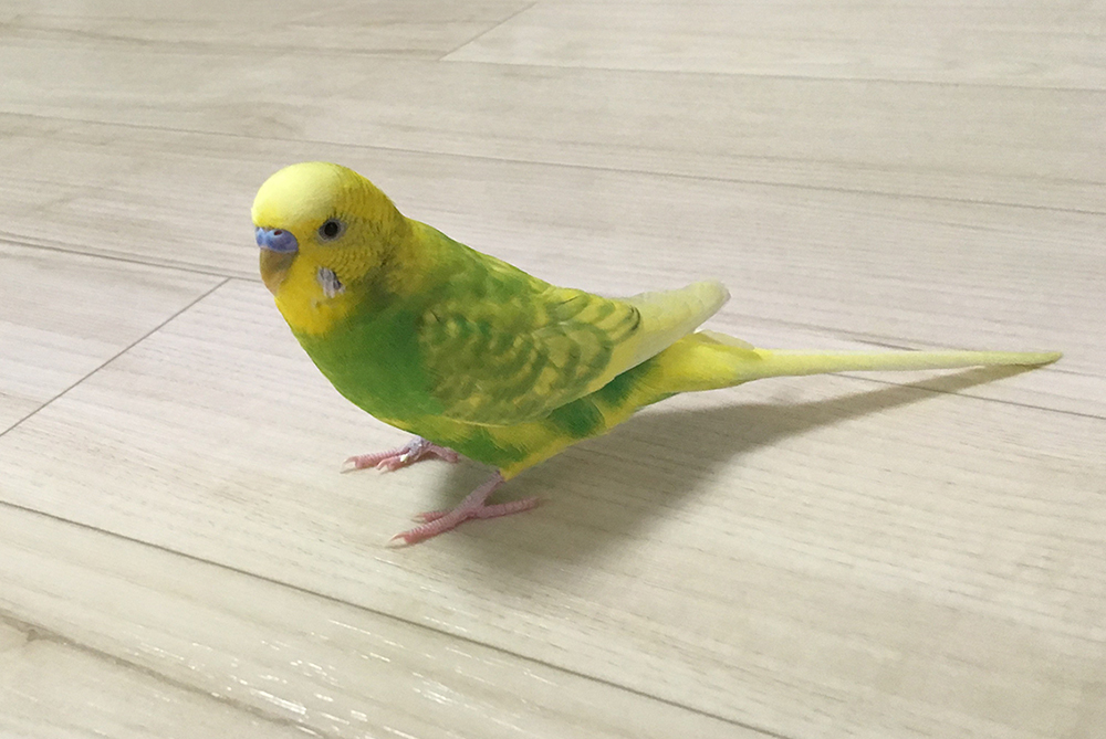 あらゆる鳥種に対応