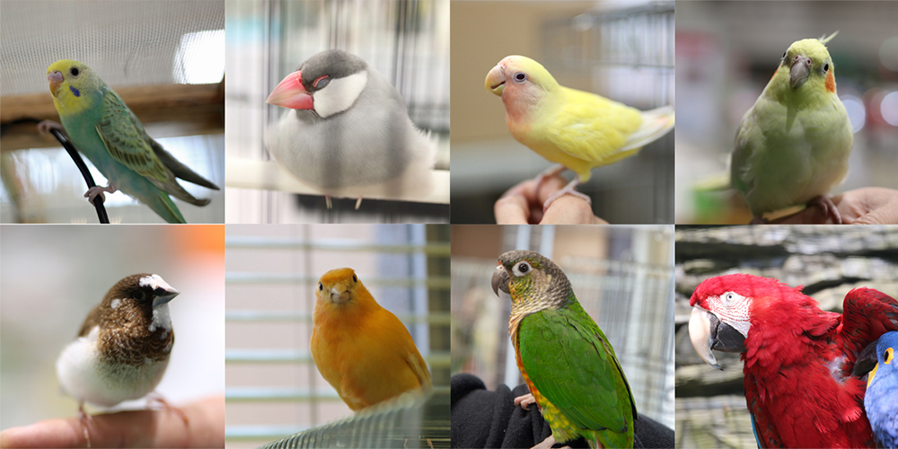 あらゆる鳥種に対応